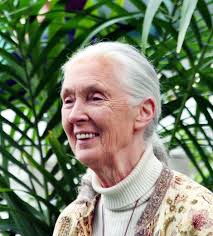 Májusban látogat újból Magyarországra Jane Goodall