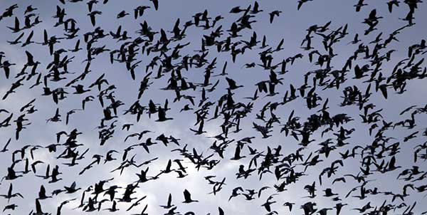 A trópusi betegségek elkerülésében is támogatja a madarakat a vándorlás