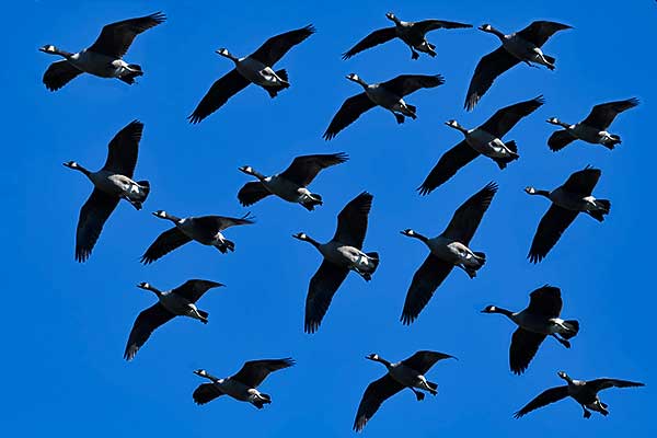 Csaknem 5,2 millió vonuló madarat számoltak meg az Európai Madármegfigyelő Napok résztvevői