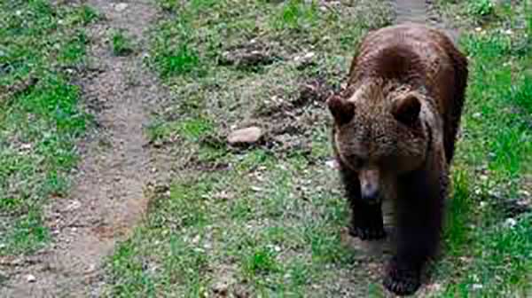 Medvék nyomait kereshetik a turisták Füzér környékén