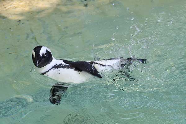 Pápaszemes pingvinbébit mutattak be a debreceni állatkertben