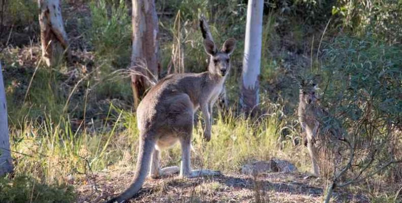 Egy már kihalt, fára mászó kengurufajt azonosítottak a tudósok