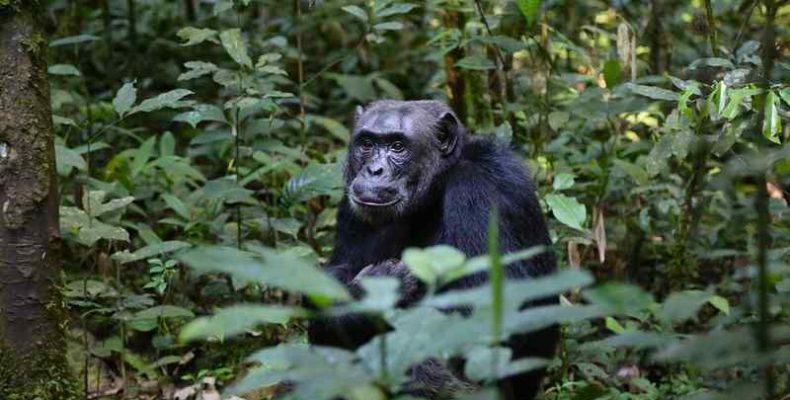 Nemzeti park létrehozásával akarják megmenteni a súlyosan veszélyeztetett csimpánzokat Guineában
