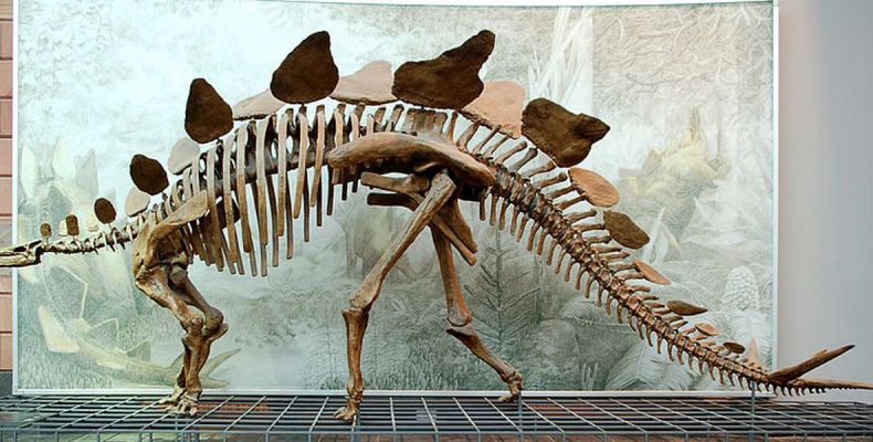 A stegosaurus egy új fajtáját bukkantak rá Kínában